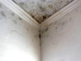 Best Water Damage & Mold Remediation  in Prairie Heights, WA