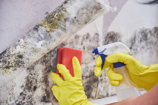 Best Attic Mold Removal  in Prairie Heights, WA